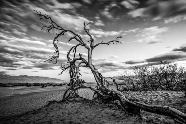 bellezza nella valle della morte - mesquite tree foto e immagini stock