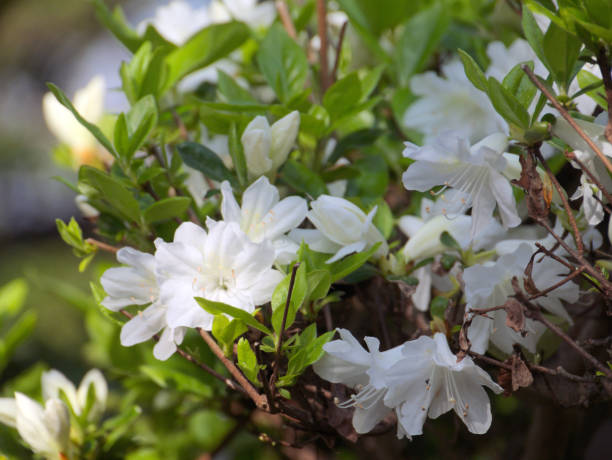 istock Flower of white azalea-Rhododendron - 861087170
