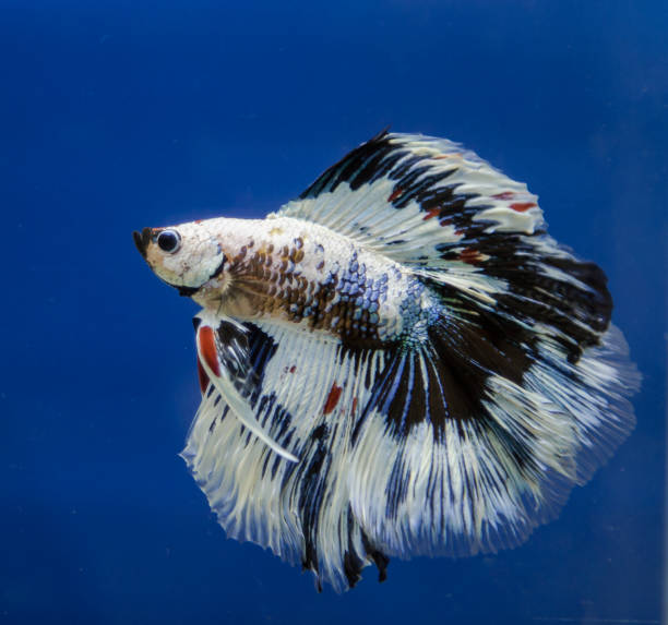 istock Betta fish in a blue background aquarium 861089566