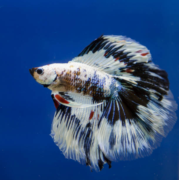 istock Betta fish in a blue background aquarium 861089568