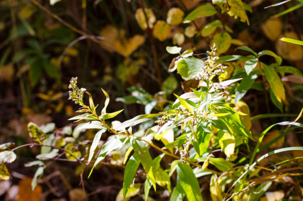 istock Plant Growth on the Forest Floor 861093110