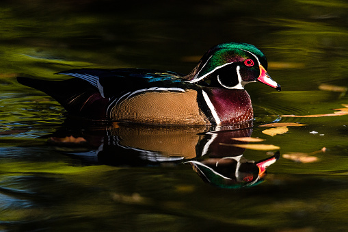 Wood Duck in Fall Color