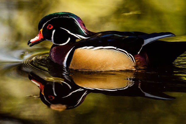 istock Wood Duck in Fall Color 861095698