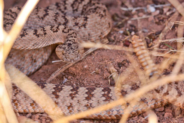 istock A rattlesnake through the weeds 861095930
