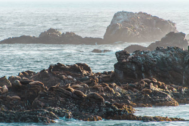 colonia de focas costa afuera de la reserva estatal de point lobos, california, usa - point lobos state reserve big sur california beach fotografías e imágenes de stock