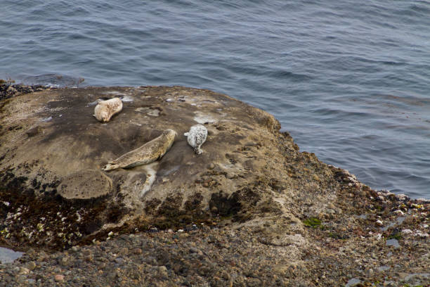 ゴマフアザラシ休んでオフショア、カーメル、カリフォルニア州の近くポイント ロボス ステート保護区 - point lobos state reserve big sur california beach ストックフォトと画像