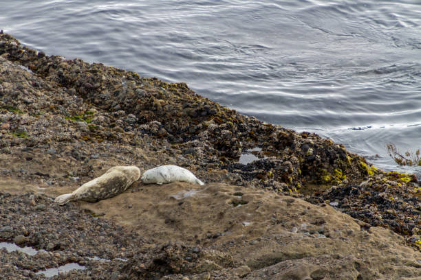 focas descansando offshore, reserva estatal de point lobos cerca de carmel, california - point lobos state reserve big sur california beach fotografías e imágenes de stock