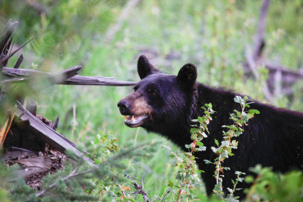 Black Bear in tall grass A black bear standing in tall grass in yellowstone national park, USA wildlife tracking tag stock pictures, royalty-free photos & images