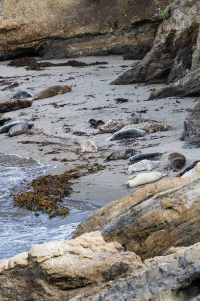 focas durmiendo playa offshore, reserva estatal de point lobos cerca de carmel, california - point lobos state reserve big sur california beach fotografías e imágenes de stock