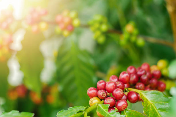 Close up of cherry coffee beans on the branch of coffee plant before harvesting stock photo