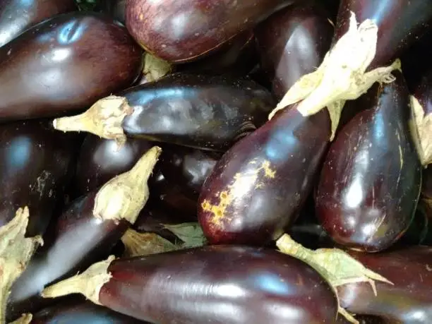 Photo of Eggplant, aubergine, asian eggplant, oriental eggplant, italian eggplant, garden eggplant, egg plant, pingtung long eggplant, poor-man's-caviar, guinea squash, gully bean, chinese round mauve eggplant, pea apple, jew's apple or mad apple