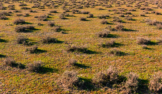 Shallow dry bushes in the steppe
