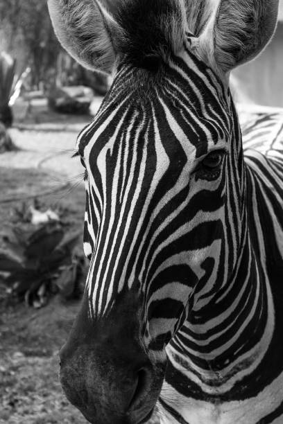 istock portrait of zebra. Black and white version. 861107420