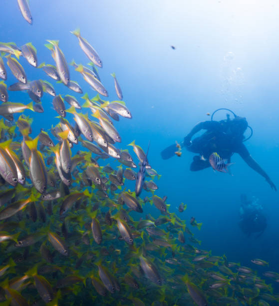 istock Scuba Diver in Shoal of Bigeye Snapper (Lujanus lutjanus) Fish 861107728