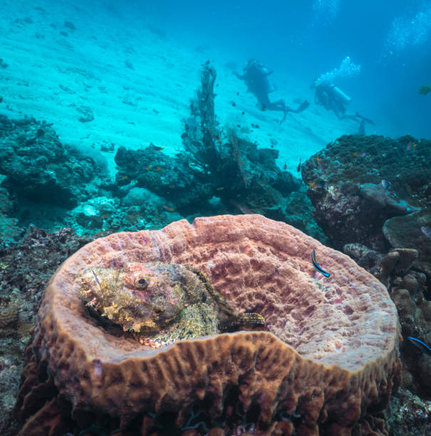 istock Scuba Divers with Scorpionfish (Scorpaenopsis oxycephaia) in Barrel sponge coral (Xestospongia testudinaria) 861107750