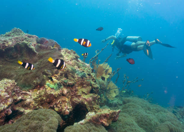 クラークス カクレクマノミ (クマノミ clarkii) スキューバ ・ ダイバー - sea life andaman sea thailand damselfish ストックフォトと画像