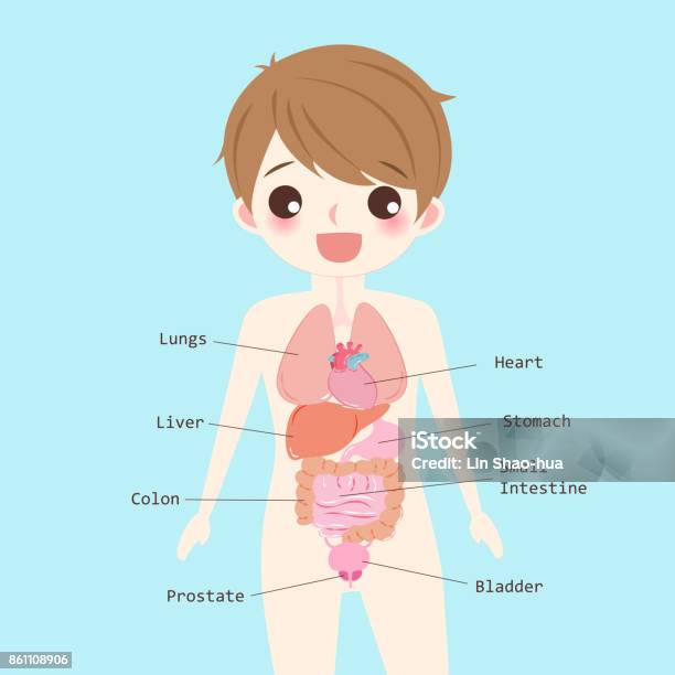 Man With Organ Stock Illustration - Download Image Now - Adult, Anatomy, Aorta