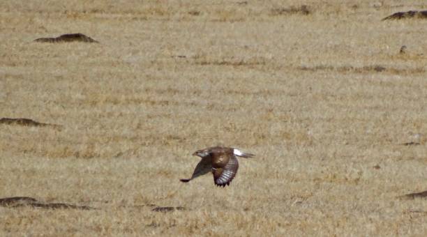 istock California Brown Falcon 861111020