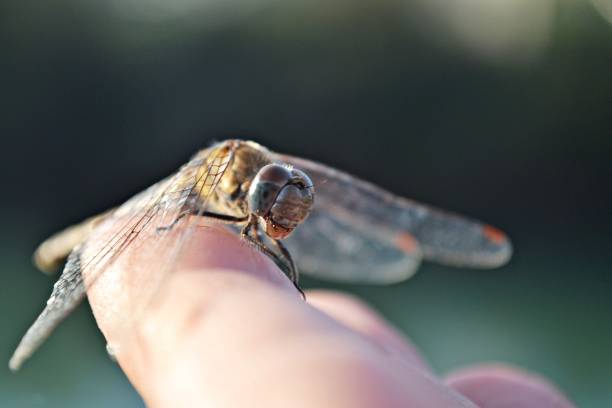 istock Little dragonfly standing at the finger 861111890