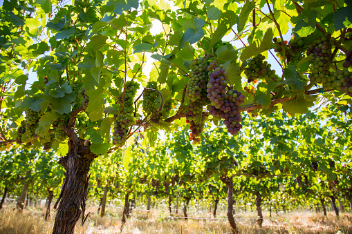 Pacific Northwest, vineyard, grapes on the vine, beautiful sunny day, grape harvest. Taken in the Willamette Valley region of Oregon.