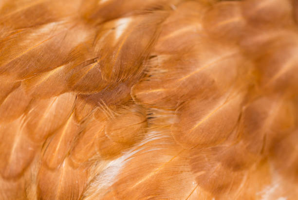 istock A close-up of red chicken feathers 861115078