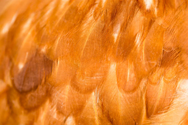 istock A close-up of red chicken feathers 861115198