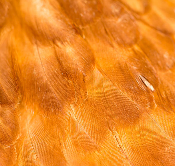 istock A close-up of red chicken feathers 861115228