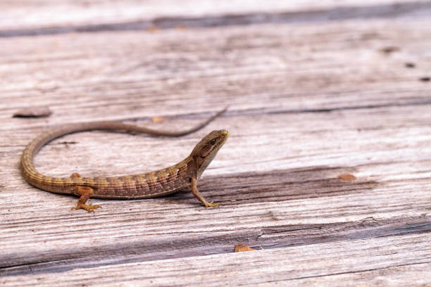 istock Southern Alligator lizard Elgaria multicarinata 861115348