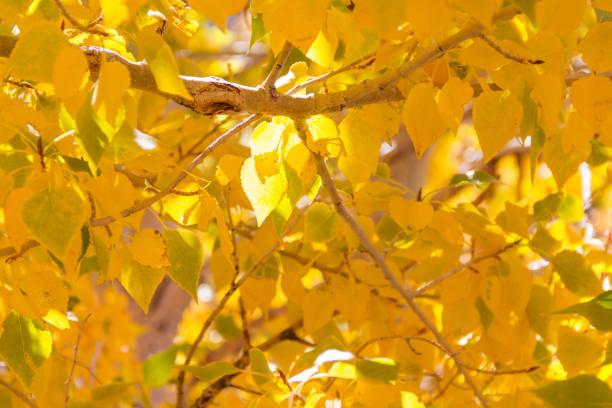 zbliżenie jasnych złotych liści osiki - gold yellow aspen tree autumn zdjęcia i obrazy z banku zdjęć