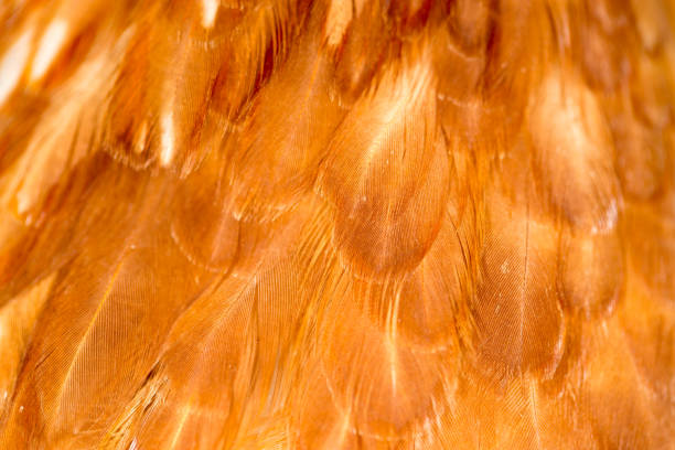 istock A close-up of red chicken feathers 861115414