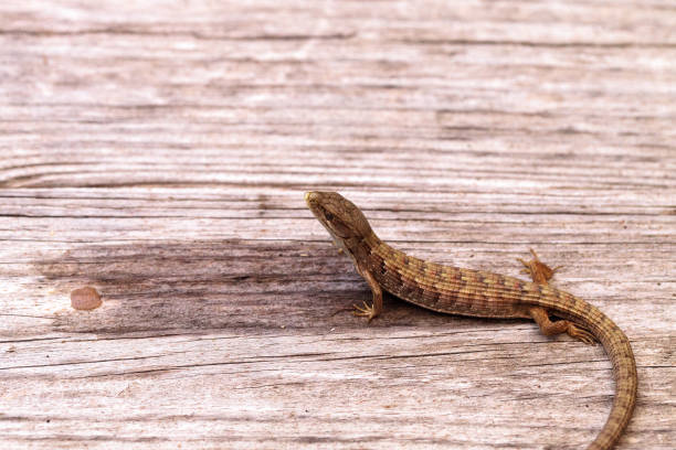 istock Southern Alligator lizard Elgaria multicarinata 861115418