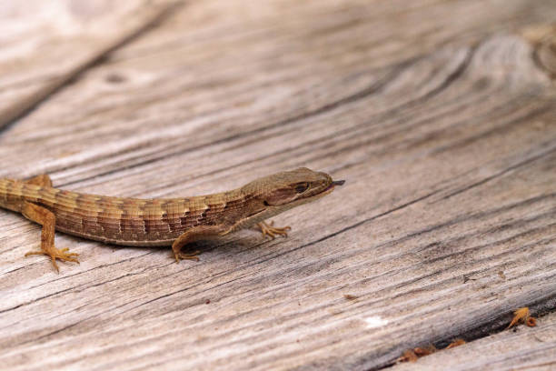 istock Southern Alligator lizard Elgaria multicarinata 861117464