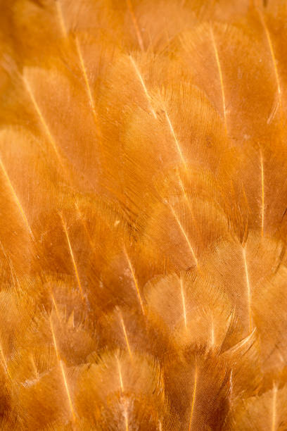 istock A close-up of red chicken feathers 861117566
