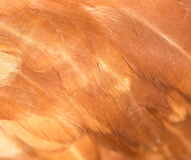 istock A close-up of red chicken feathers 861117596