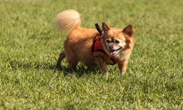 istock Small blond Chihuahua mixed breed dog 861117976