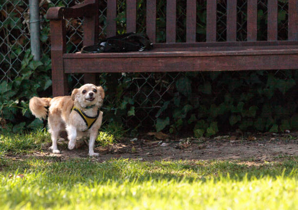 istock Small blond Chihuahua mixed breed dog 861118320