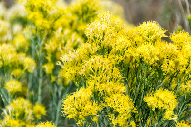 Wildflowers Yellowstone National Park Wildflowers Yellowstone National Park rabbit brush stock pictures, royalty-free photos & images