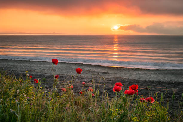 istock Seascape with poppies 861129658