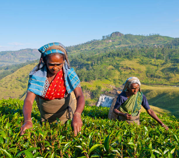 istock Tea pickers at a plantation in Sri Lanka 861133614