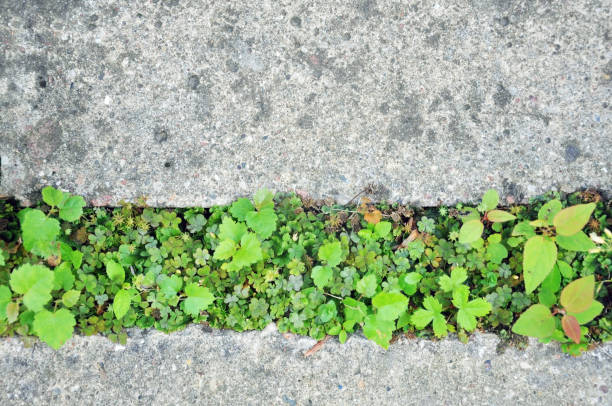 istock The gray concrete pavement with sprouting green grass through the paving. 861136262