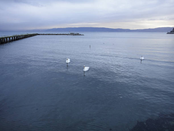 istock Swans on Lake Ohrid in Macedonia. Balkans 861136312