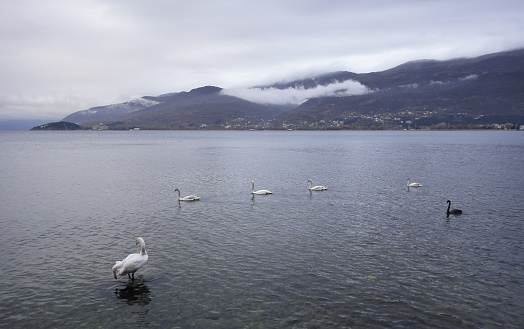 Swans on Lake Ohrid in Macedonia. Balkans