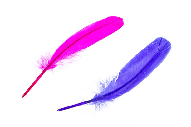 istock Colorful decorative feathers isolated on white background 861139274