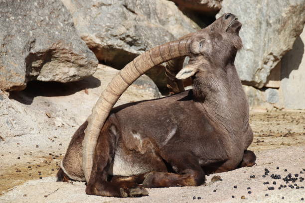 istock Alpine ibex, Steinbock, Capra ibex, Tyrol, Austria 861139308