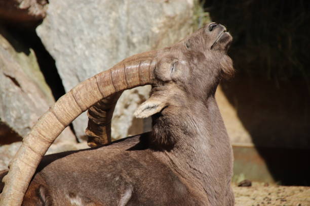 istock Alpine ibex, Steinbock, Capra ibex, Tyrol, Austria 861139666