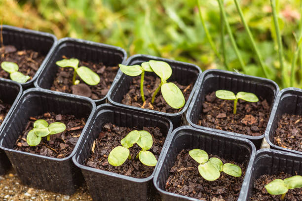 istock young sunflower shoot in spring in buckets 861139668