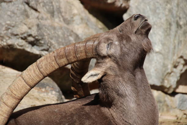 istock Alpine ibex, Steinbock, Capra ibex, Tyrol, Austria 861142006