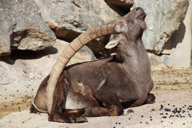istock Alpine ibex, Steinbock, Capra ibex, Tyrol, Austria 861142276