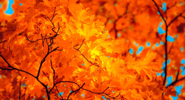 istock autumn leaves, very shallow focus 861142388