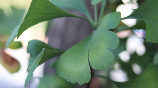 istock Ginkgo leaves for background 861142482
